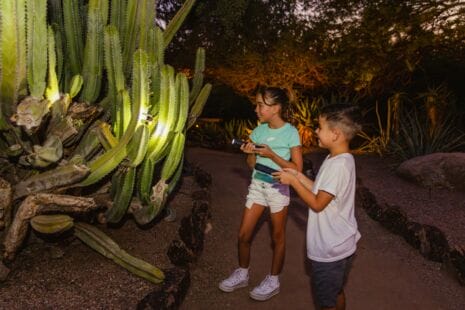Flashlight Nights at Desert Botanical Garden