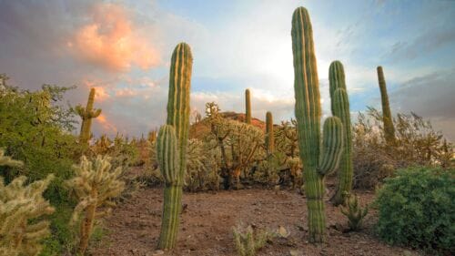 Golden Hour at Desert Botanical Garden