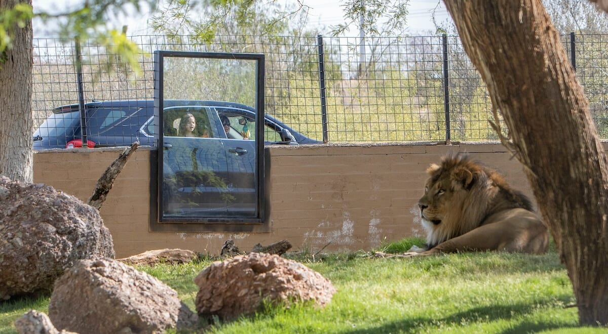 Cruise The Zoo At The Phoenix Zoo Tempe Tourism