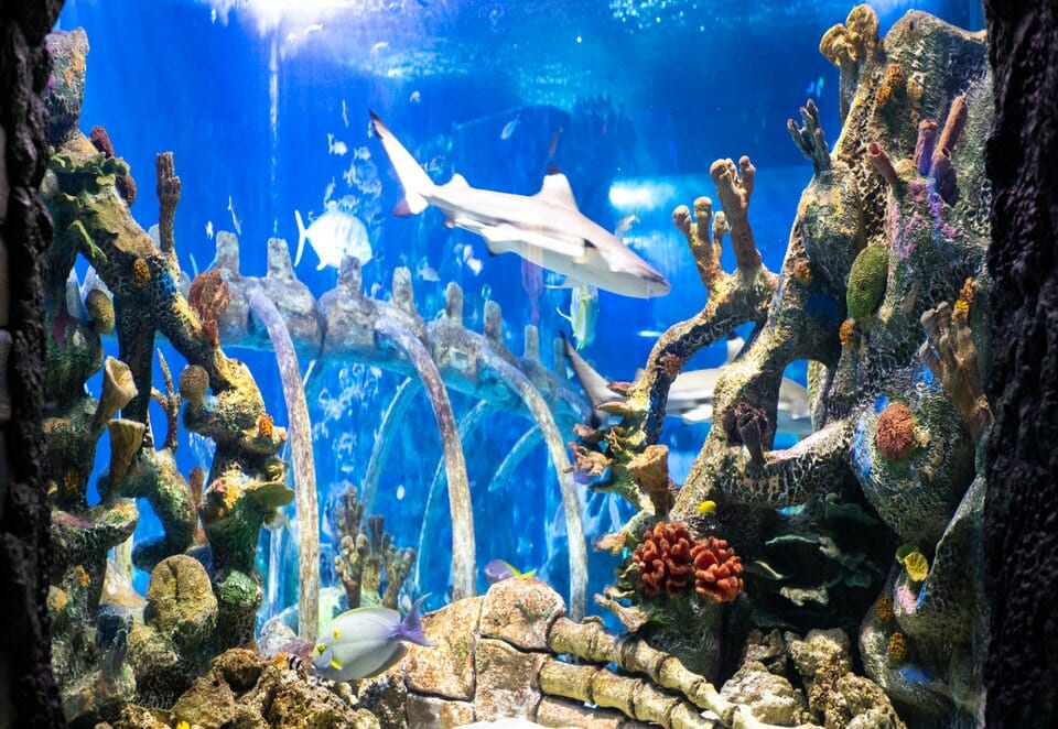 SeaLife Aquarium Tempe-1